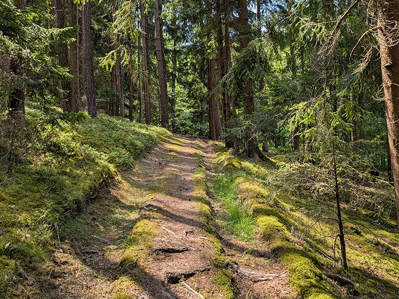 Schmaler Naturpfad durch den Wald
