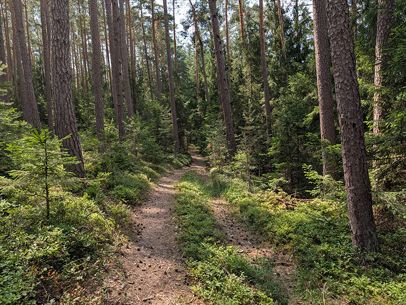 Schmaler Naturpfad durch den Wald