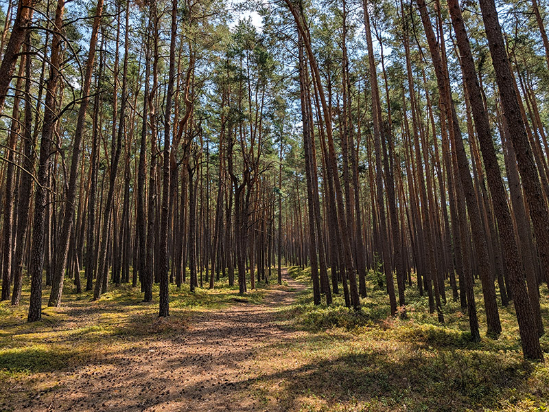 Schmaler Naturpfad durch den Wald