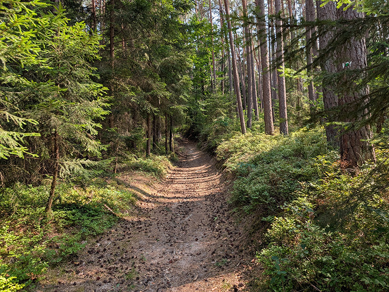 Schmaler Naturpfad durch den Wald