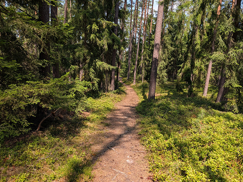Schmaler Naturpfad durch den Wald