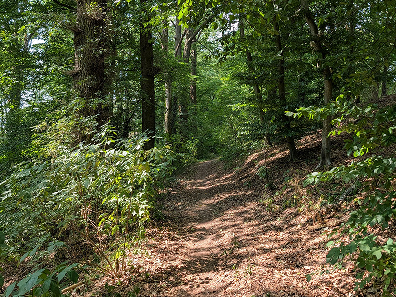 Schmaler Naturpfad durch den Wald