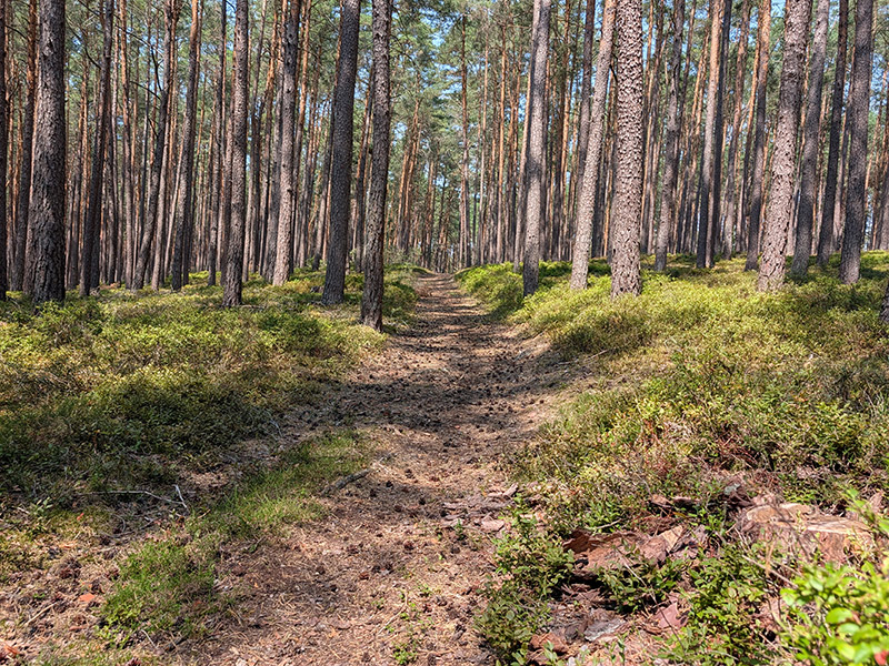 Schmaler Naturpfad durch den Wald