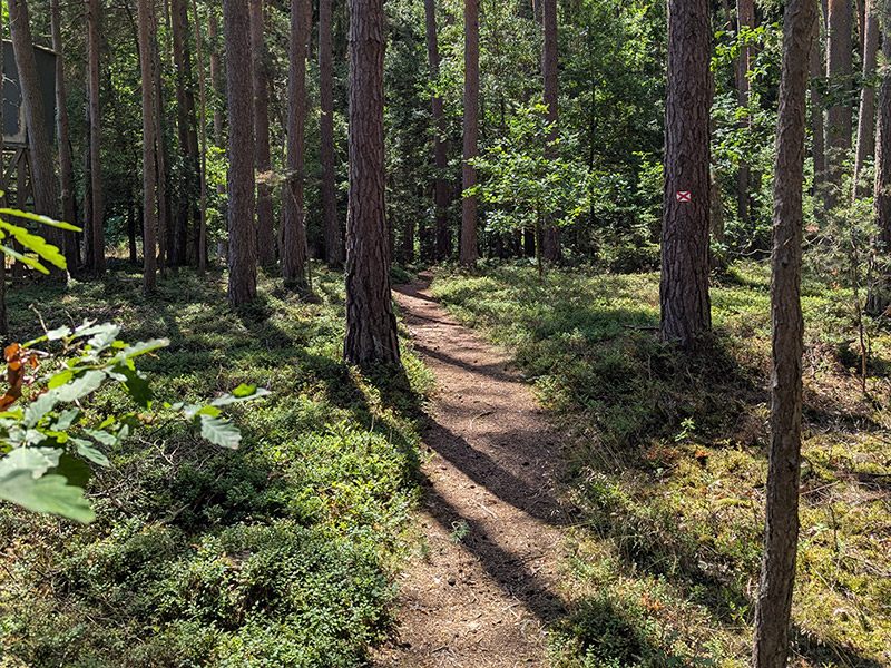 Schmaler Naturpfad durch den Wald
