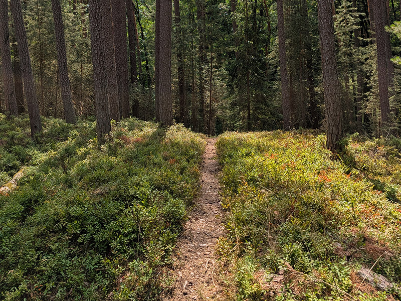 Schmaler Naturpfad durch den Wald