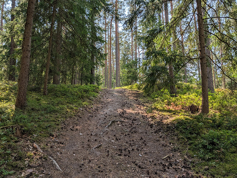 Schmaler Naturpfad durch den Wald