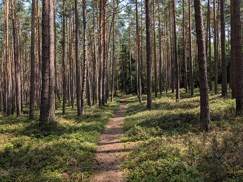 Schmaler Naturpfad durch den Wald